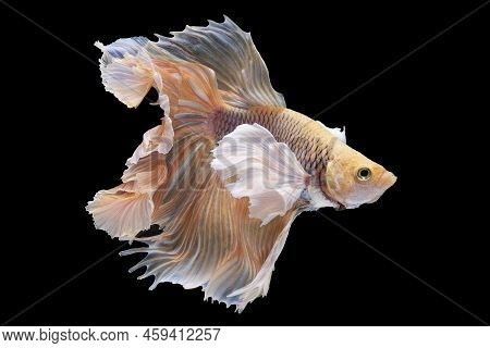 Beautiful Movement Of Red Betta Fish, Siamese Fighting Fish, Cupang,  Halfmoon Betta (rosetail), Rhy