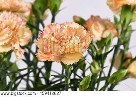 Orange And Pink Flower Of 'dianthus Caryophyllus' Plant