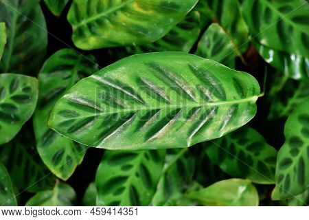 Exotic Plant With Botanic Name 'calathea Wiotii'