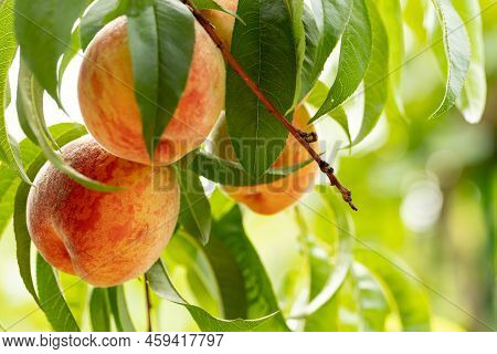 Natural Fruit. Peaches Growing On A Tree In The Summer. Peaches On Tree Branches. Delicious And Heal