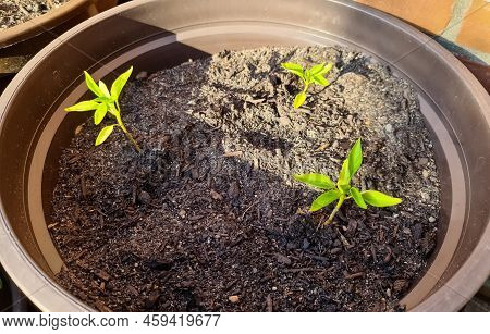 Fresh Green Seedlings Growing In Pots. Garedning Concept