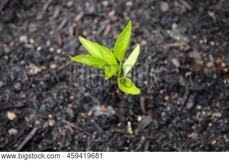 Fresh Green Seedlings Growing In Pots. Garedning Concept