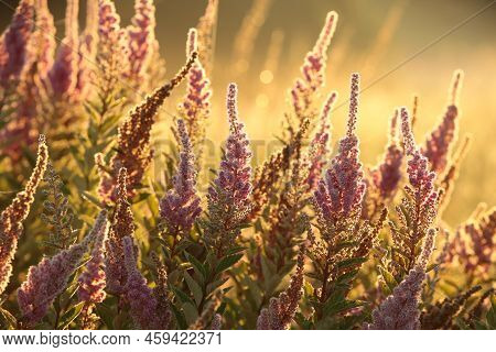 flower sunset sunrise flower Nature background Nature flower Nature garden flower Nature background flowers meadow Nature flower background Nature flower Nature flower Nature flower Nature background flower Nature background wildflower Nature background