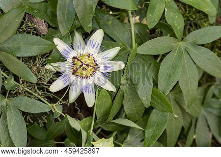 Close Up Of A Flowering Passiflora Caerulea. This Plant Is Also Known As Passion Flowers Or Passion 
