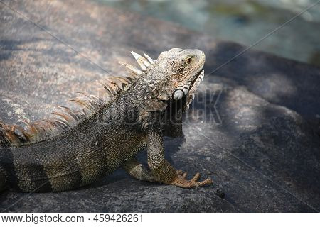 Fantastic Capture Of A Grey Lizard With Orange Tipped Spikes On A Rock.
