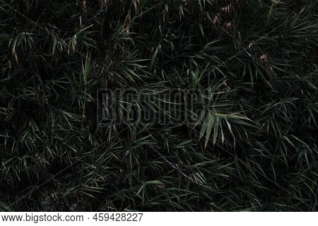 Bamboo Leaves Wall On The Beach In California. Nature Backdrop Full Frame.