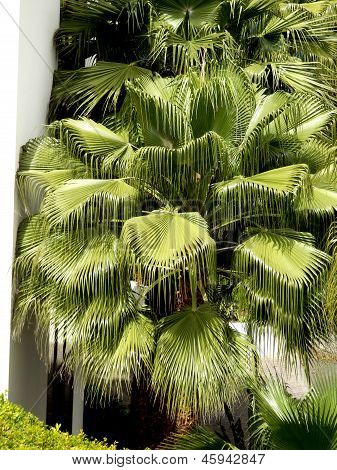 Sombrero Palm