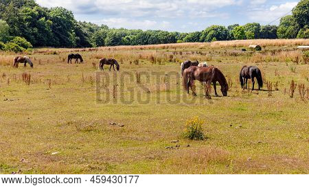 Landscape With Animals. Thoroughbred Hoeses Graze In A Pasture Or Meadow.