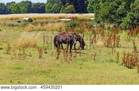 Landscape With Animals. Thoroughbred Hoeses Graze In A Pasture Or Meadow.