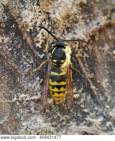 An Extreme Close-up Of A Wasp. A Wasp, Hymenoptera.