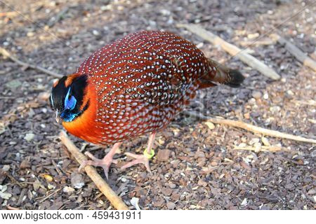 A Portrait Of A Pheasant-like Bird, Exotic Chicken.