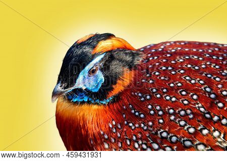 A Portrait Of A Pheasant-like Bird, Exotic Chicken.