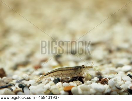 Close Up Of An Amano Shrimp In An Aquarium.