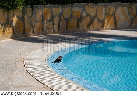 Shot Of A Sparrow At The Pool. Sparrows Are Cheeky And Funny Birds.