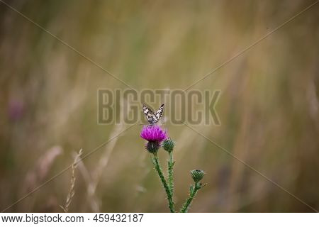 A Butterfly, Checkerboard Butterfly Sits On A Plant.