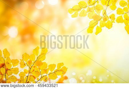 Fresh Yellow Maple Fall Tree Foliage On Bright Luch Background