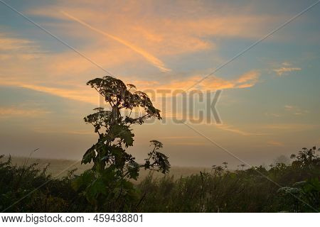 Serene Landscape In The Fog - The Shores Of Lake Otolovo In Belarus