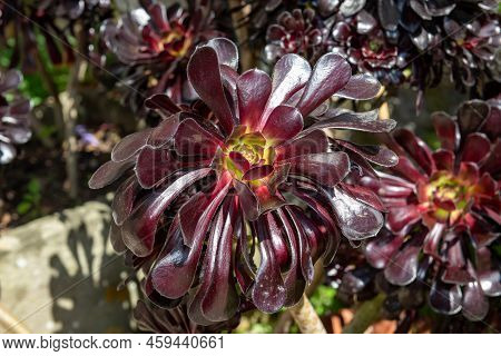 Aeonium Zwartkop Plant