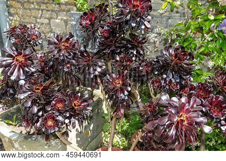 Aeonium Zwartkop Plant