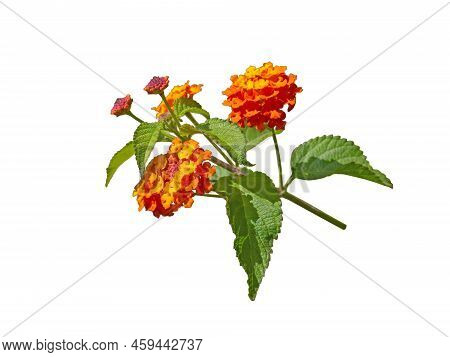 Lantana Bright Yellow Orange Tropical Flowers Branch Isolated Png