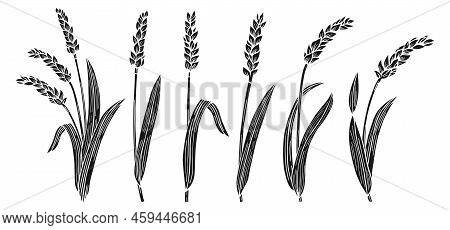 Wheat Ear Engraving Set. Agricultural Abundance Ink Stamp, Flour Production. Cereals Ripe Spike Whea