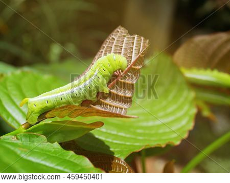 Big Green Caterpillars. On The Leaves, The Pests Eat And Damage.