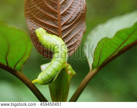 Big Green Caterpillars. On The Leaves, The Pests Eat And Damage.