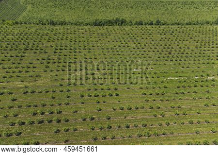 Growing Apples View From A Quadcopter, Orchard Photo From Height, Young Apple Orchard From A Height.