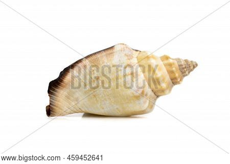 Image Of Sea Shell Strombus Urceus, Canarium Urceus On A White Background. Sea Shells. Undersea Anim