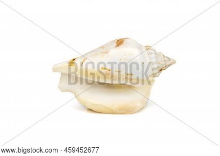 Image Of Seashells Humped Conch (gibberulus Gibbosus) On A White Background. Undersea Animals. Sea S