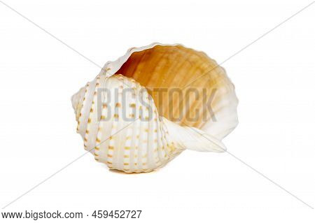 Image Of Seashells Tonna Tesselata On A White Background. Undersea Animals. Sea Shells.