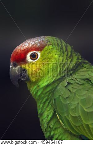 The Lilacine Amazon (amazona Autumnalis Lilacina) Or Ecuadorian Red-lored Amazon, Portrait Of A Rare