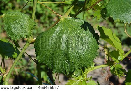 Wrinkled Grape Vine Leaves With Disease Spots As A Result Chemical Burn Of Uncontrolled Herbicide Us