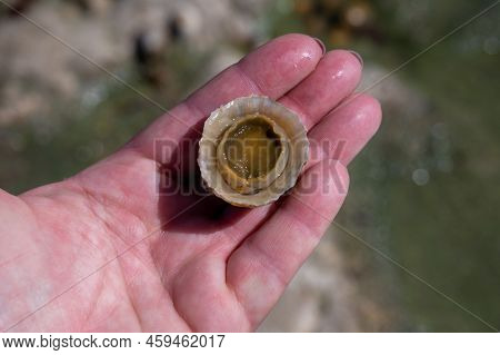 Edible Sea Water Molluscs Patella Caerulea, Species Of Limpet In Family Patellidae