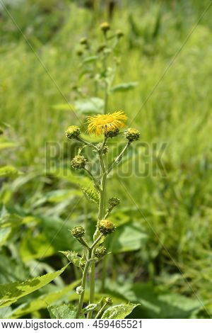 Hartleaf Oxeye Yellow Flowers In The Spring