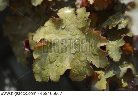Coral Bells Orangeberry Leaves In The Garden
