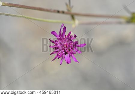 Macedonian Scabious Flower In The Garden In Spring