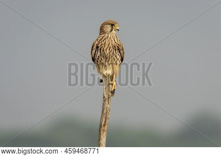 Common Kestrel Or European Kestrel Or Falco Tinnunculus Bird Portrait Perched On Branch During Winte