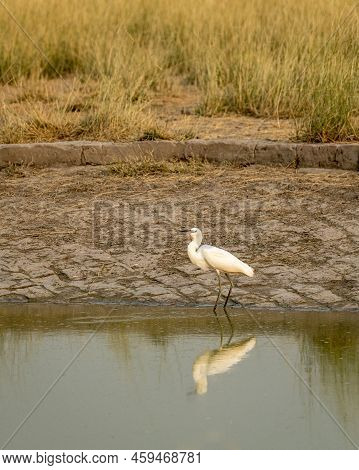Intermediate Egret Or Median Egret Or Yellow Billed Egret Is A Medium Sized Heron With Reflection In