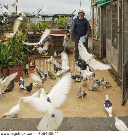 Istanbul, Turkey - April 29, 2022 - Pigoen Keeper Watches His Pigeons Take Flight. High Quality Phot