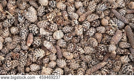 Pine Or Spruce Cones Lie On Old Dried Up Foliage And On Pine Needles. Close-up.