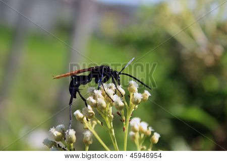 Tarantula Hawk Spider Wasp çiçek üzerinde