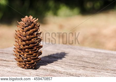 Fir Cone Stands On A Wooden Surface On The Background Of Autumn Park. Beautiful Fir Cone With Copy S