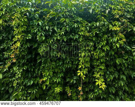 Wall Of Beautiful Bright Green Grape Leaves