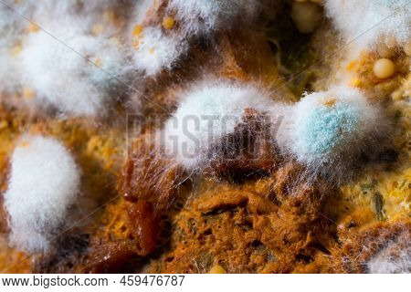 Multicolored Mold On A Food Surface. Close-up Of Colorful Growth Mustiness Mushrooms On A Food. Gree
