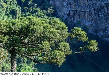 Top Of A Araucaria Tree, Photo Taken At Serra Gaucha Sierra, Canela - Rs, Brazil.