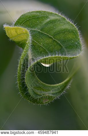 A Leaf Of The Sunflower Plant Shows Hairs On The Leaf Edge And A Curl With A Dew Drop, Desplaines Ri