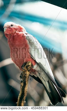 Galah (eolophus Roseicapilla), Also Known As The Pink And Grey Cockatoo.
