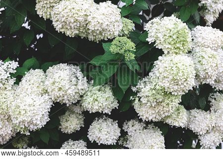 Close-up, White Flowers On A Bush, Natural Background.