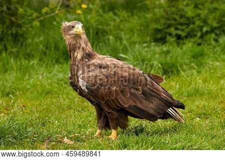 A Detailed Bald Eagle, Yellow Beak. The Bird Is In The Grass. Allert, Brown, Side View, Claws.